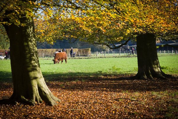 Amsterdamse Bos