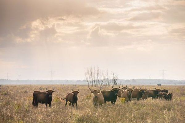 Wandeling Oostvaardersplassen
